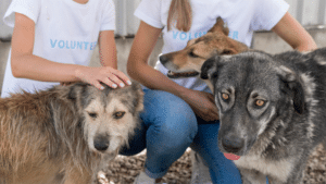 RSPCA